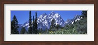 Forest with Mountains in Grand Teton National Park, Wyoming Fine Art Print