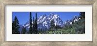 Forest with Mountains in Grand Teton National Park, Wyoming Fine Art Print