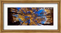 Low Angle View of Aspen Trees in the Forest, Alpine Loop, Colorado Fine Art Print