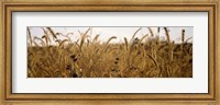Prairie Grass in a Field Fine Art Print