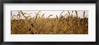 Prairie Grass in a Field Fine Art Print