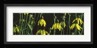 Black-eyed Susan Blooming Fine Art Print