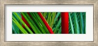Detail of Palm Leaves, Hawaii Islands Fine Art Print