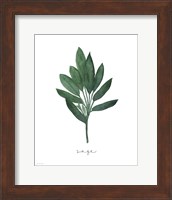 Sage Botanical Fine Art Print