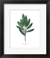 Sage Botanical Fine Art Print