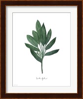 Sage Botanical Fine Art Print