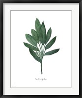 Sage Botanical Fine Art Print