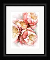 Peach Peony Framed Print