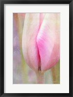 Spring Beauty III Fine Art Print