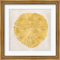 Tree Stump Golden IV Fine Art Print