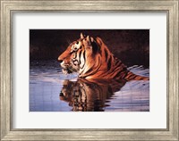 Tiger Reflection Fine Art Print