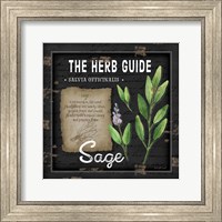 Herb Guide Sage Fine Art Print