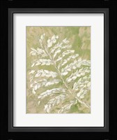 Fern No. 1 Framed Print