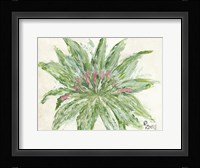 Succulent No. 1 Framed Print