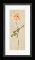 Pale Rose Panel on White Vintage v2 Fine Art Print