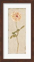 Pale Rose Panel on White Vintage v2 Fine Art Print
