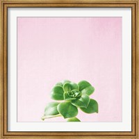 Succulent Simplicity VII on Pink Fine Art Print