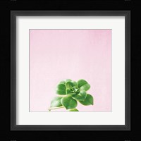 Succulent Simplicity VII on Pink Framed Print