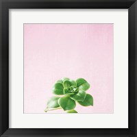 Succulent Simplicity VII on Pink Framed Print