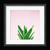 Succulent Simplicity V on Pink Framed Print