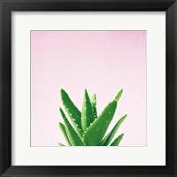 Succulent Simplicity V on Pink Framed Print