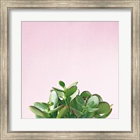 Succulent Simplicity III on Pink Fine Art Print