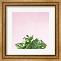 Succulent Simplicity III on Pink Fine Art Print