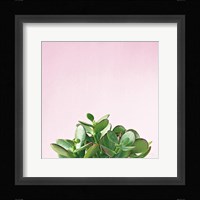 Succulent Simplicity III on Pink Framed Print