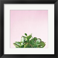 Succulent Simplicity III on Pink Framed Print