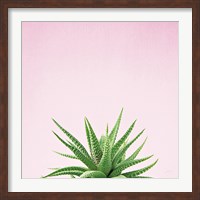 Succulent Simplicity I on Pink Fine Art Print