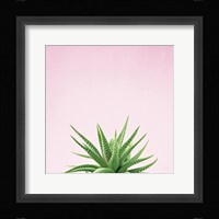 Succulent Simplicity I on Pink Fine Art Print