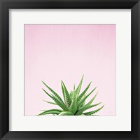 Succulent Simplicity I on Pink Framed Print