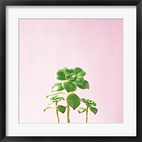 Succulent Simplicity IX on Pink Fine Art Print