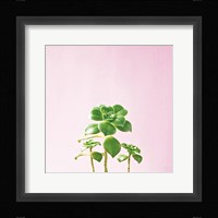 Succulent Simplicity IX on Pink Framed Print