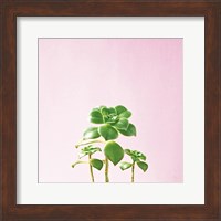 Succulent Simplicity IX on Pink Fine Art Print