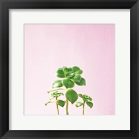 Succulent Simplicity IX on Pink Framed Print