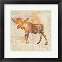 Moose Study Framed Print