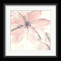 Blush Clematis II Framed Print
