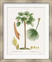 Island Botanicals I Fine Art Print