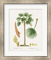 Island Botanicals I Fine Art Print