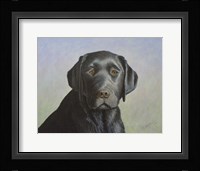 Black Labrador Retriever Fine Art Print