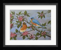 Bluebirds Fine Art Print