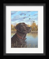 Chocolate Lab Fine Art Print