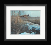 Pheasent Fine Art Print