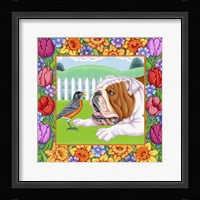 Robin Bulldog Framed Print