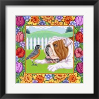 Robin Bulldog Framed Print