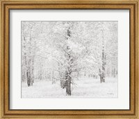 Snow Covered Cottonwood Trees Fine Art Print