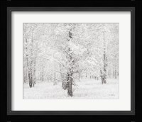 Snow Covered Cottonwood Trees Framed Print