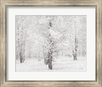 Snow Covered Cottonwood Trees Fine Art Print