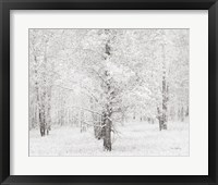 Snow Covered Cottonwood Trees Framed Print